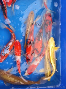 Koi kapr originál - 9