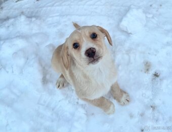 Bígl X Pražský krysařík - 9