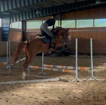 Sleva 5letý valach - 9