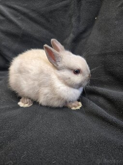 Mláďata zakrslých králíků - 9