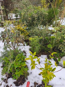 Stále zelené keře a stromy - 9