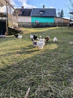 Hedvábnička kohouti - 9