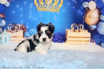 biewer terier s PP jorkšírský - 9