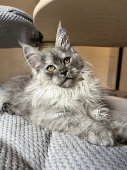 Mainská mývalí kočka s PP - 9