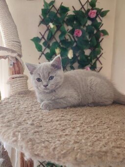 Britská koťátka - 9