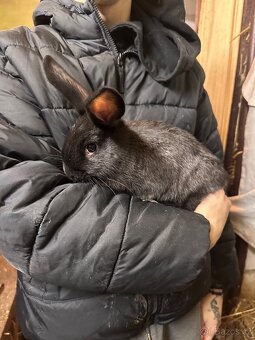 Samci králíka // samec králík - 9