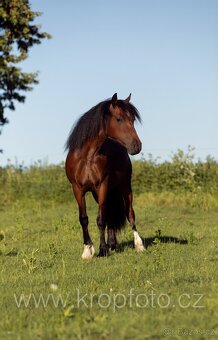 klisna Welsh pony of cob type - 9