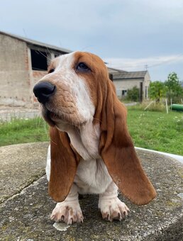 Basset Hound štěňátka s PP - 9