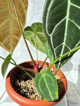 Anthurium Crystallinum Sametové srdce - 9