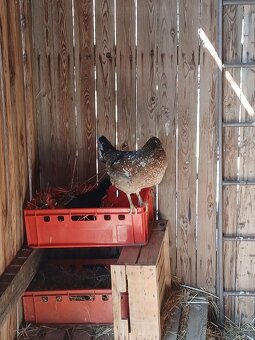 Násadová slepičí vejce - 9