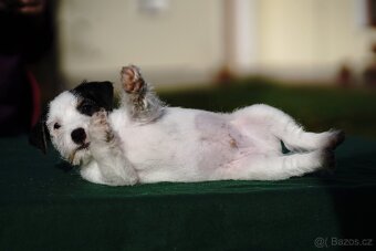 Štěňátko - pejsek Jack Russell Teriéra s PP - 9