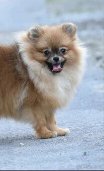 Štěňata pomeraniana - 9
