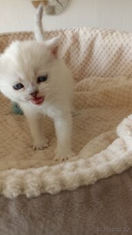 Britská kočička  s PP - 9