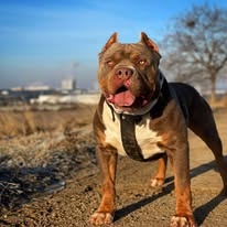 Krytí AmericanBully XXL - 9