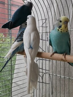 Andulka, Agapornis - 9