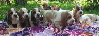 Basset hound - štěňátka s PP po importovaných rodičích - 9