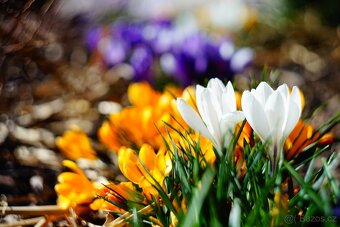 Carl Zeiss Biometar 2,8/80 1Q 12-lamelový M42 TOP STAV - 9