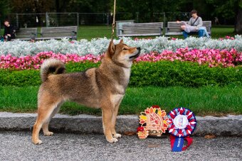 Nabídka kryti- Shiba inu s FCI PP - 9