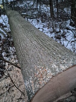 KMEN LÍPY kulatina - 9