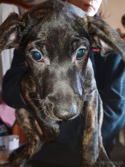 Štenata kříženci - 9