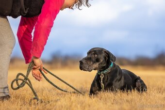 Louisiánský leopardí pes s PP - 9