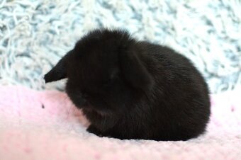 Nabízíme minilopy k rezervaci - 9