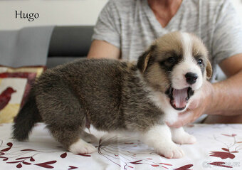 Welsh corgi cardigan - 9