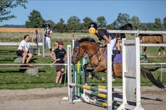 Charakterni valášek Hucul - 9