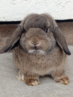 Volná samička - Anglický Zakrslý Beránek MiniLop🍑 - 9