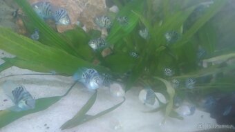 Cichlidy papoušči Blue - 9
