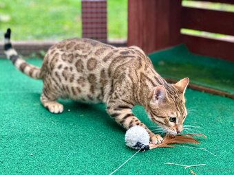 Bengálská kočka s PP - 9