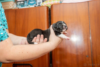 Border kolie s PP: - 9