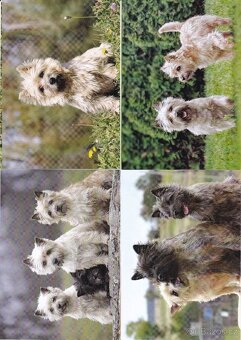 pohlednice zvířat - 9