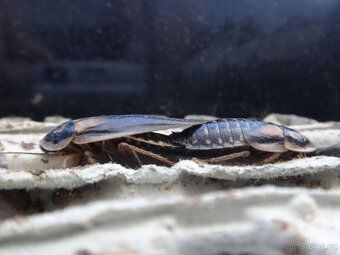 Šváb argentinský Blaptica dubia 2,95 Kč a levněji i zdarma - 9
