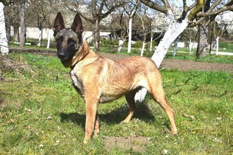 Malinoiska Naomi hledá domov - 9