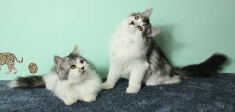 Sibiřská kočka - 9