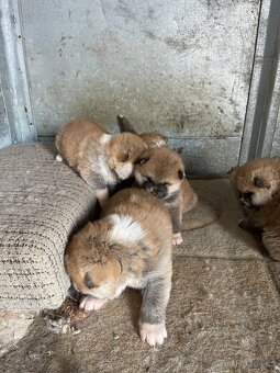 Akita inu štenátka - 9