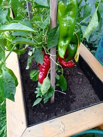 dřevěné vyvýšené zahradní záhony, květináče, jahodníky - 9