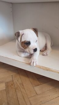 Krycí pes Stafordšírský bulteriér s PP . - 9