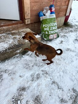 Pražský krysařík - 9