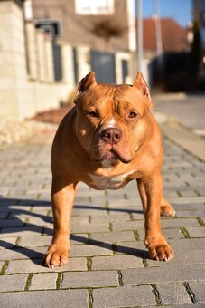 Psík American Bully s pp (ABKC) - 9