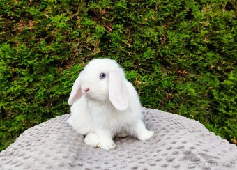 Zakrslý beránek, králíček, králík - TYMIÁN A HOLLY - 9