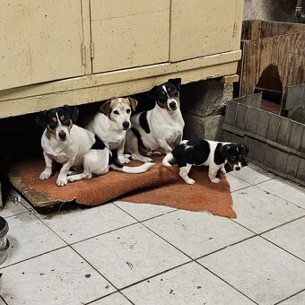 Jack Russell - 9