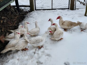 Kachna pižmová - 9