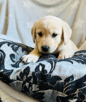 štěňata labrador a – připravena k odběru - 9