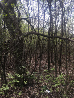 Pronájem (možný i prodej na splátky) 6.917 m2 Jestřabice - 9