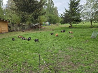 Selata kune kune - 9
