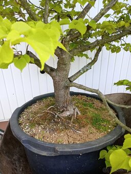 Lípa malolistá (Tilia cordata) bonsai - 9