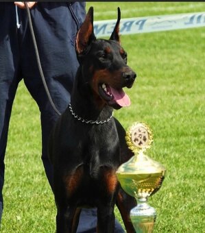 Doberman šteniatka s PP - 9