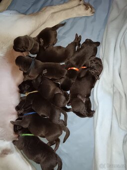 Štěňátka Labradora - 9